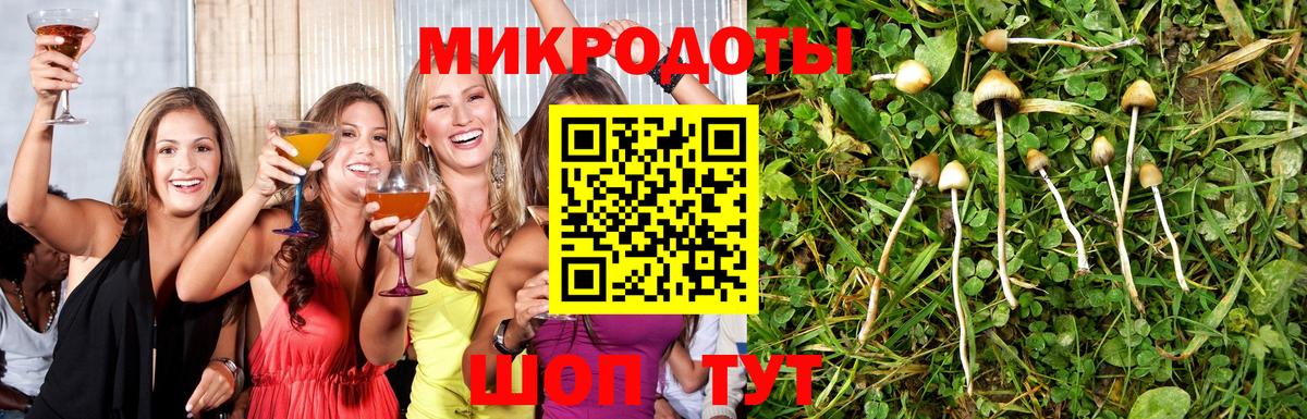 Галлюциногенные грибы Psilocybe Норильск